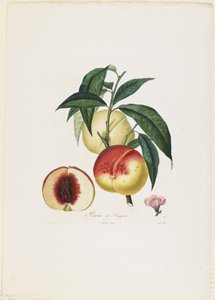 Pavie de Pompone. (Brzoskwinie), z Traite des Arbres Fruitiers, 1807-35 (rycina ręcznie kolorowana)